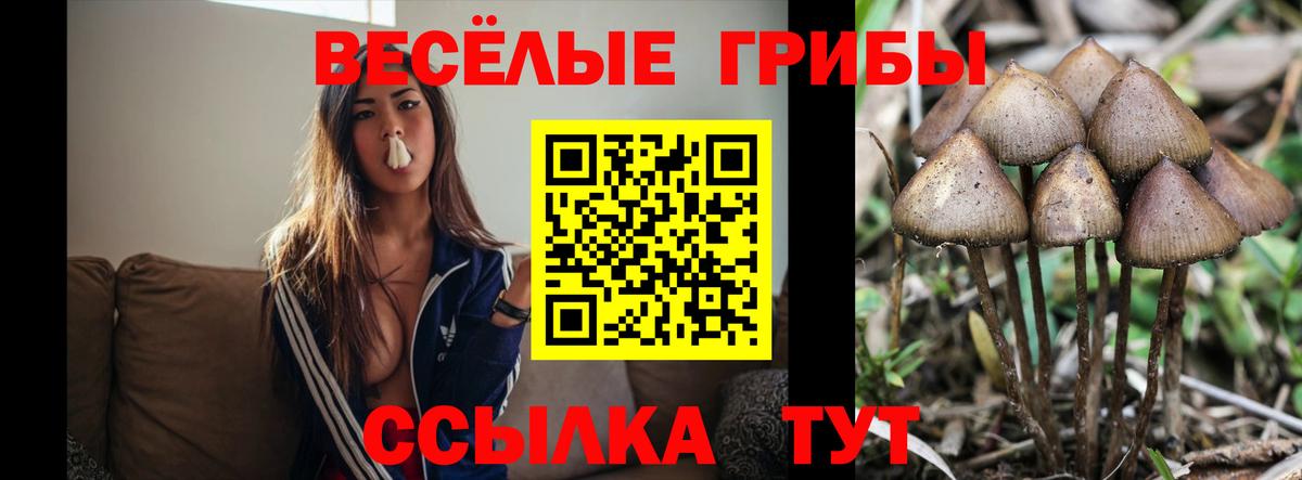 Псилоцибиновые грибы прущие грибы  Вход с VPN  Вологда  Галлюциногенные грибы мухоморы 